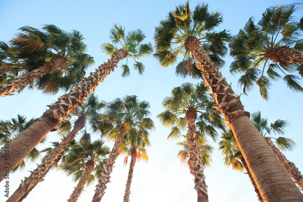 Obraz premium Piękny zachód słońca na plaży w tropikach z palmami