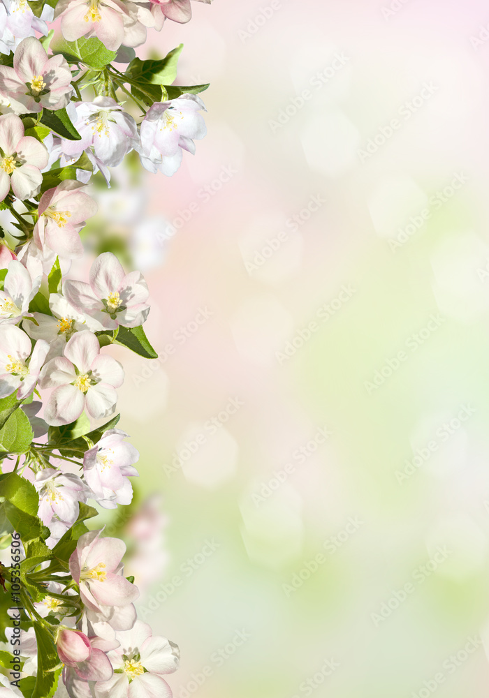 Spring background with an apple tree. Spring background with an apple tree.