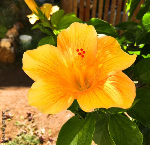 flowers of Greece © Tamara Sushko