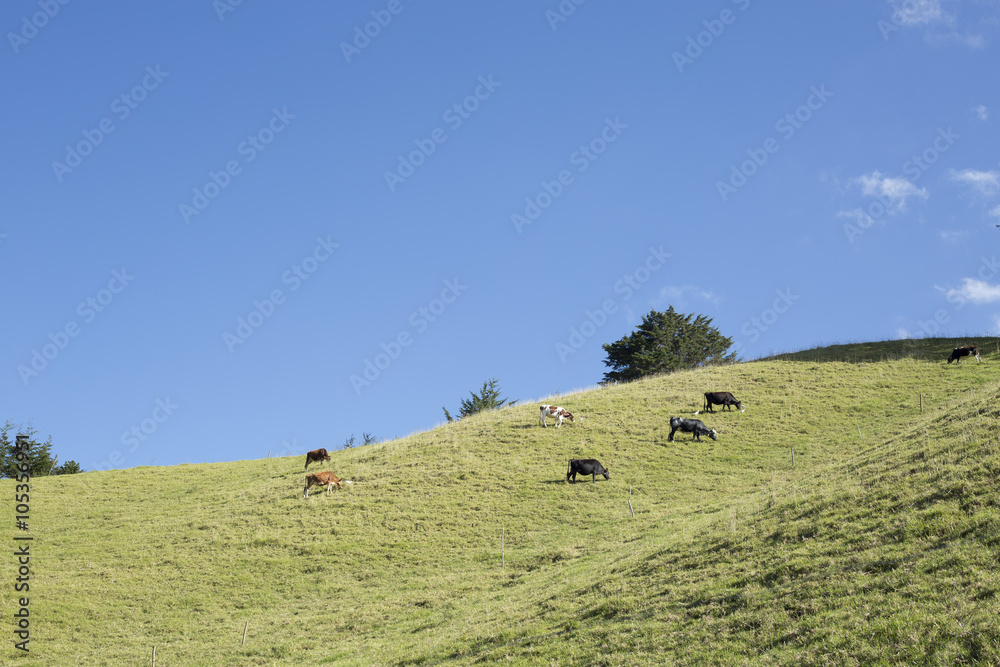 Obraz premium Colombian beautiful mountainous landscape.