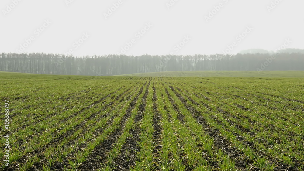 New shoots of a winter wheat on a spring field. New shoots of a winter wheat on a spring field.