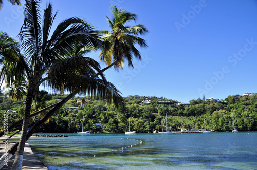 Fototapeta Naklejka Na Ścianę i Meble -  Palms of Marigot / View from the Caribbean Island of St Lucia
