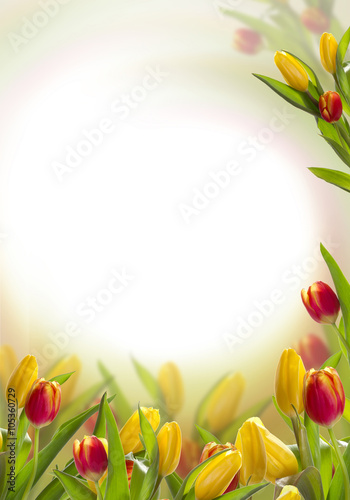 Fototapeta Naklejka Na Ścianę i Meble -  Postcard with spring tulips