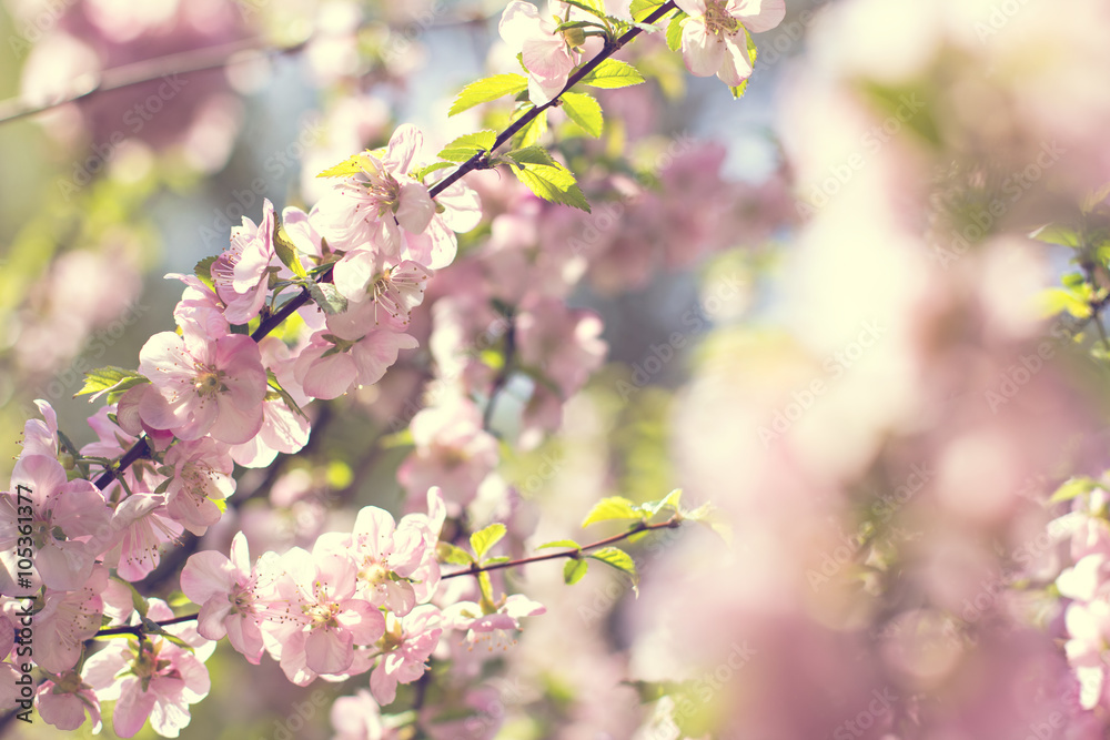 Cherry blossoms on a branch in the sunshine. Tonning photo Cherry blossoms on a branch in the sunshine. Tonning photo
