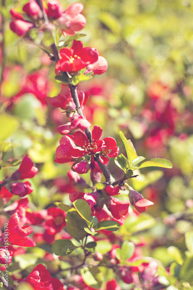 Rhododendron ponticum is a dense, suckering shrub or small tree native to southern Europe and southwest Asia.