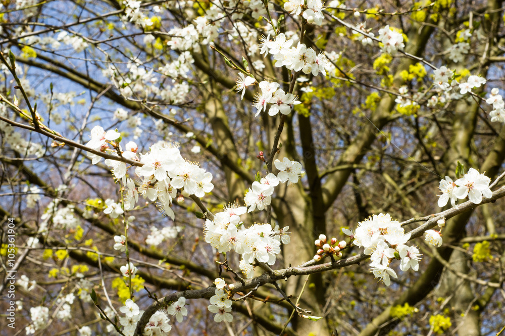 Obraz premium Cherry tree blossom