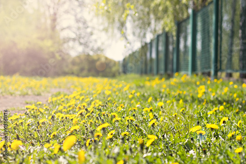 Beautiful yellow dandelion flowers on field