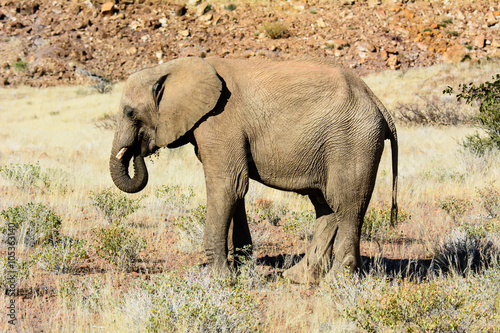 Desert elephant in the wilds of Namibia