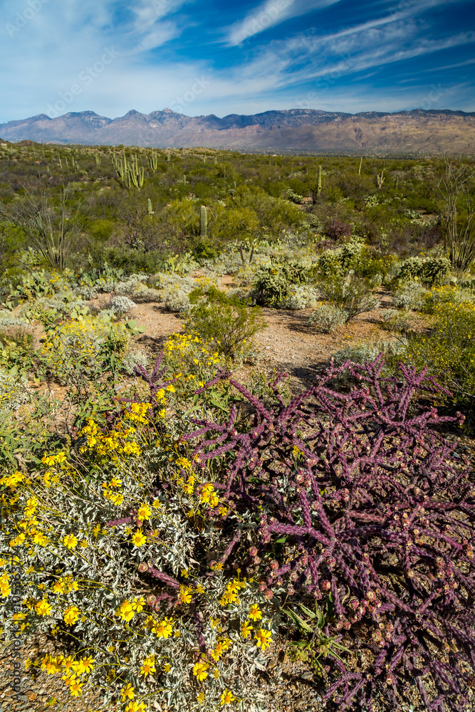 Fototapeta premium Arizona Landscapes