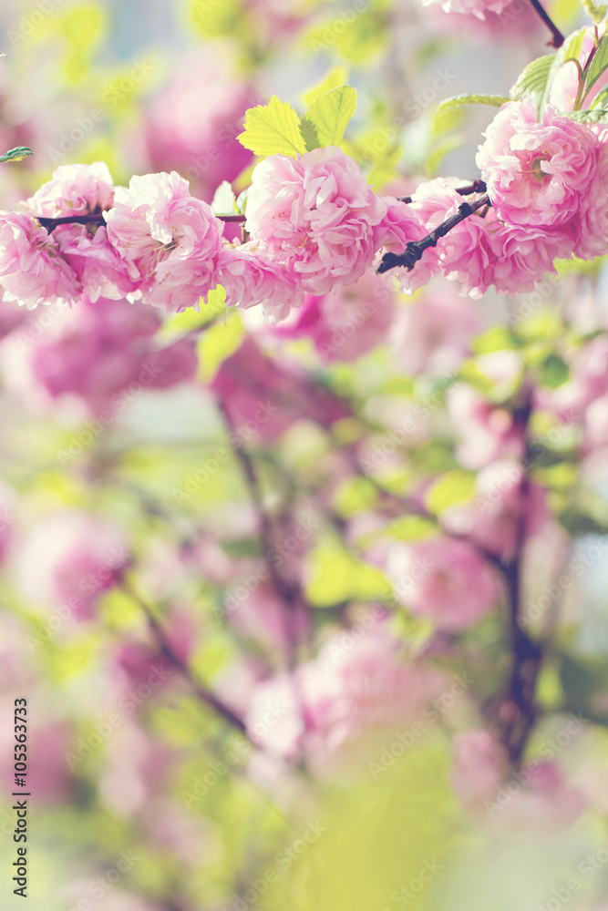 sakura tree flowers. Spring pink flowers on a tree branch. sakura tree in bloom. Spring, seasons, time of year. Spring sakura blossoms