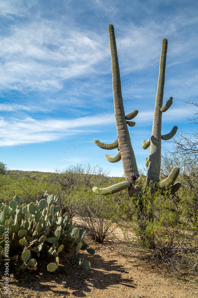 Arizona Landscapes