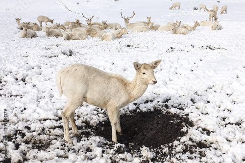 Fototapeta Naklejka Na Ścianę i Meble -  Weiße Hirsche im Winter