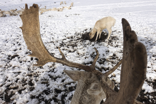 Fototapeta Naklejka Na Ścianę i Meble -  Hirschgeweih umrahmt kleinen weißen Hirsch