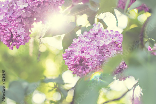 Green branch with spring lilac flowers