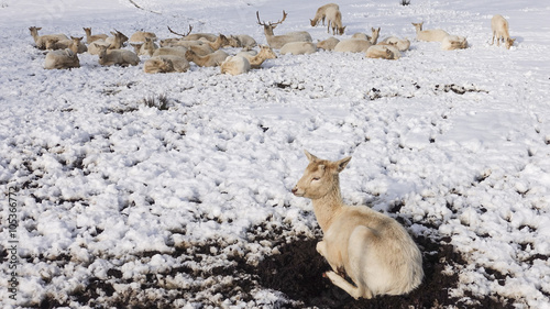 Fototapeta Naklejka Na Ścianę i Meble -  Kleiner weißer Hirsch abseits seines Rudels