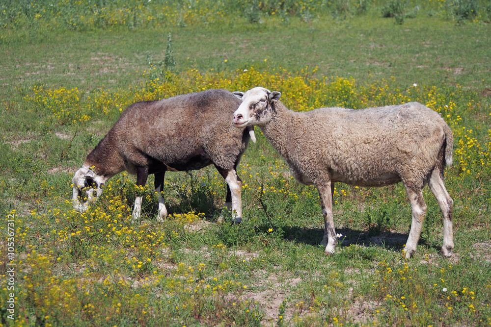 Obraz premium Two sheep on summer meadow