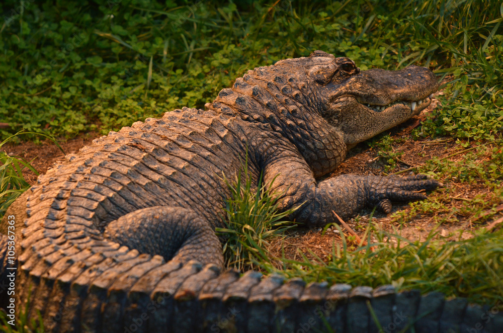 Fototapeta premium Aligator amerykański spoczywa na brzegu rzeki