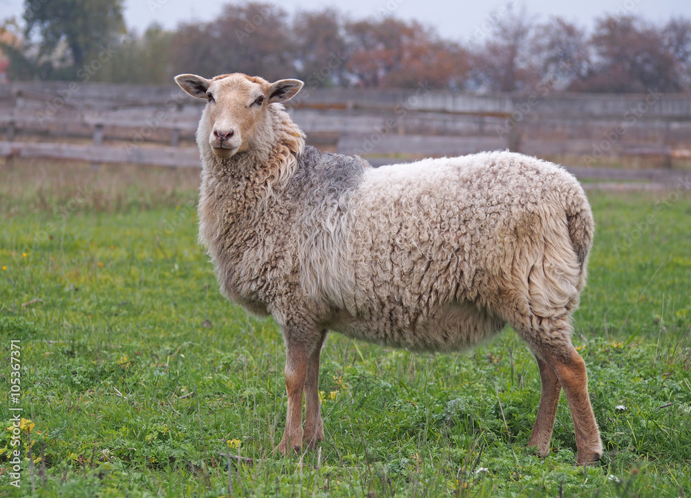 One sheep standing on green  meadow