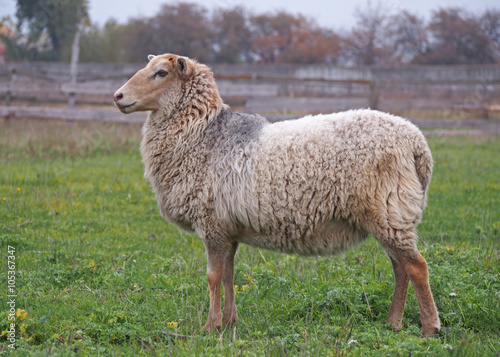 One sheep standing on green meadow