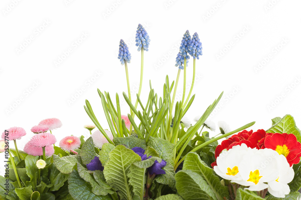 Frühlingsblumen StockFoto Adobe Stock