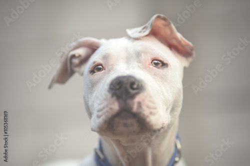 White American Staffordshire terrier puppy