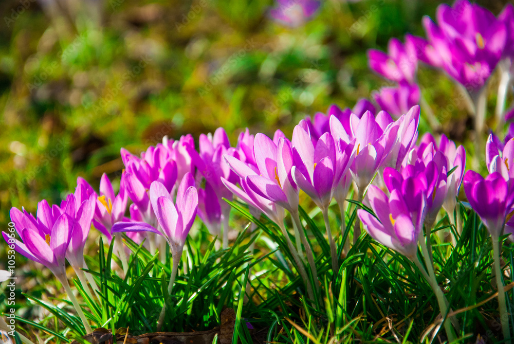 Frühlingserwachen Frühlingserwachen