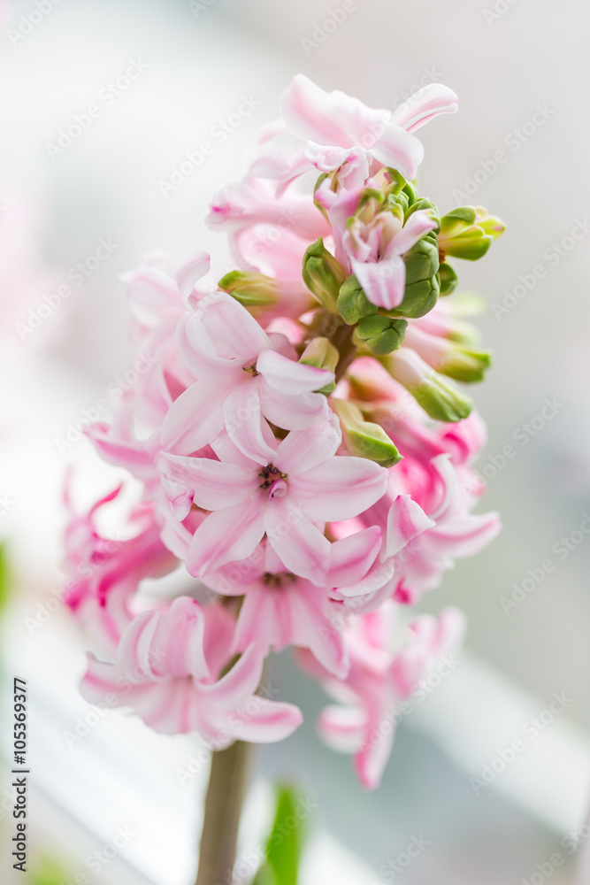 Pink Hyacinth, Hyacinthus orientalis.