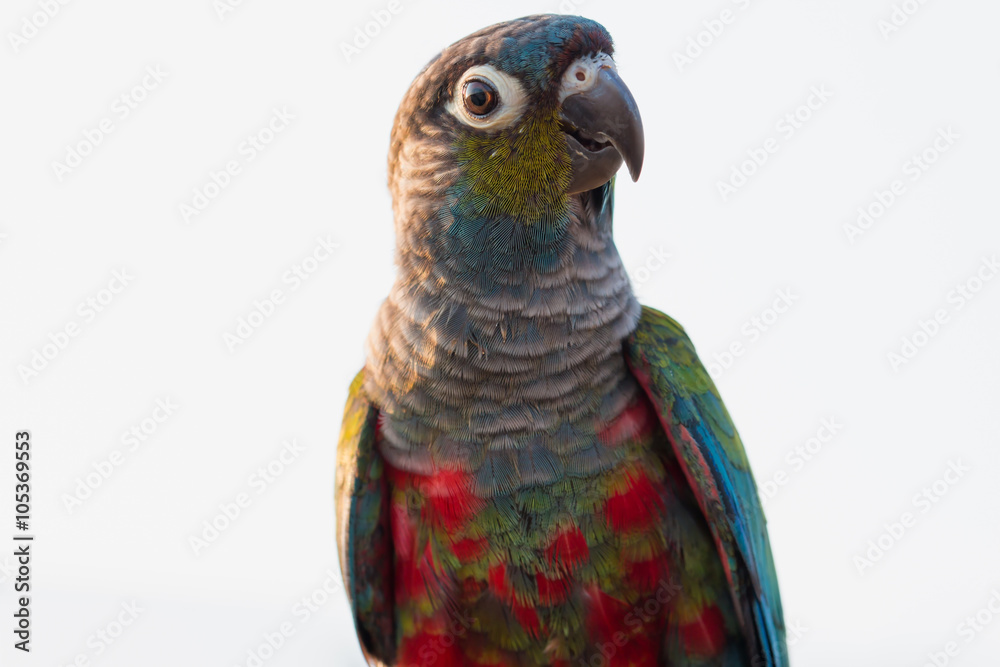 Obraz premium parrot