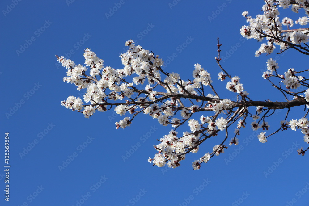 Branch of blossoming apricot against the sky Branch of blossoming apricot against the sky