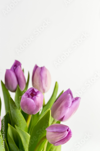 Purple tulips flowers