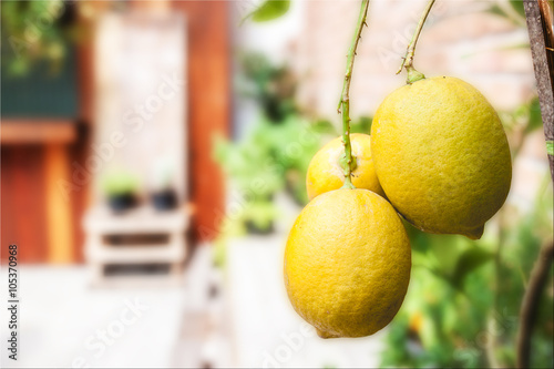 Yellow lemons are hanging on a tree