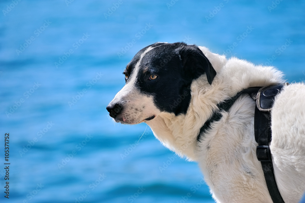 Fototapeta premium sad black and white Sheep dog