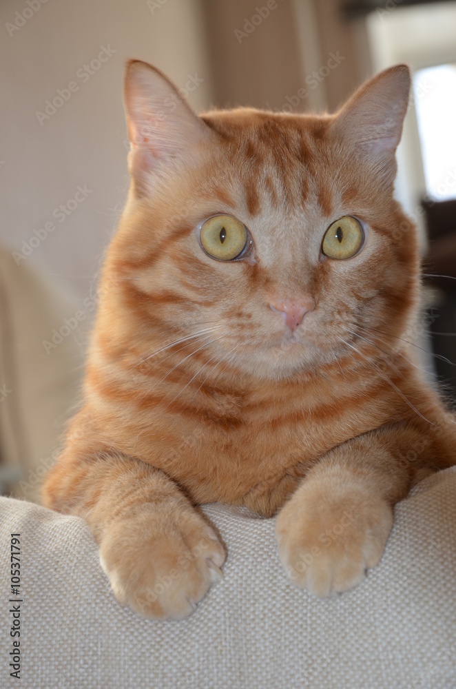 red fluffy cat in the morning sun, red tabby cat with yellow eyes