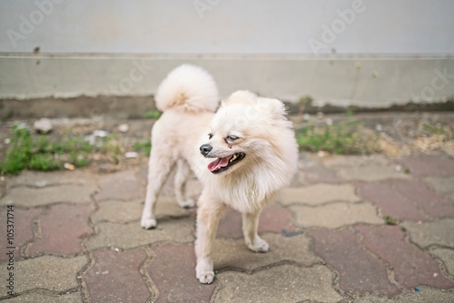 poses of White pomeranian - cute dog background & copy space 