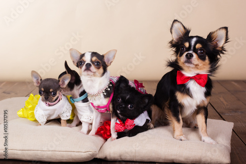 Family of chihuahua dogs on pillows