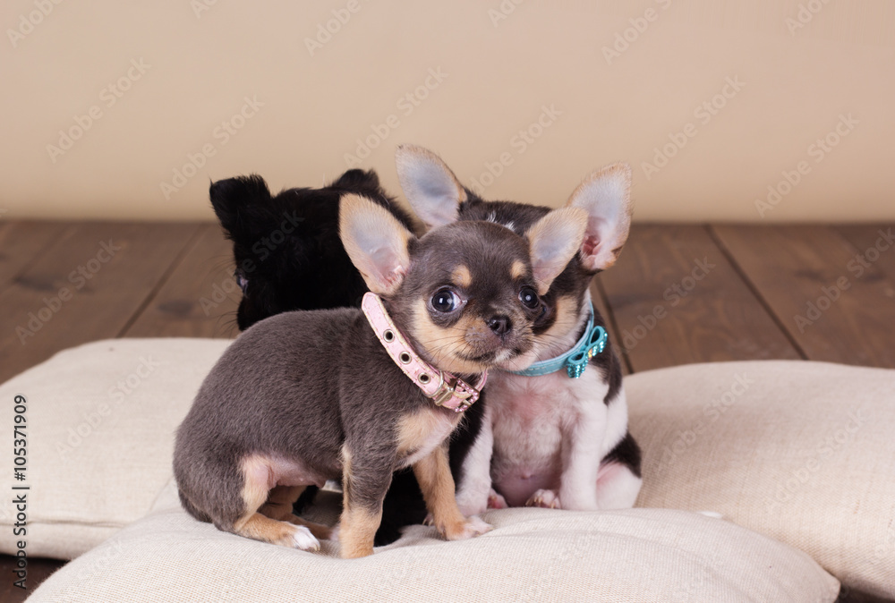 Chihuahua puppies are wearing dog-collar