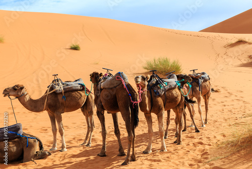 camels are in the dunes, Sahara desert