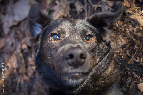 Mixed breed dog selfie photo фототапет