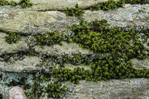 Mossy Stone Color