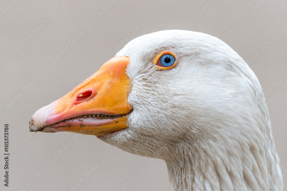 Große, prächtige, schneeweiße Hausgans mit blauen Augen Große, prächtige, schneeweiße Hausgans mit blauen Augen