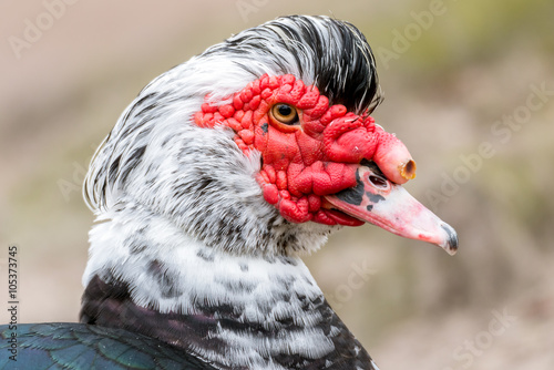 Warzenente Moschusente (Cairina moschata) im Porträt photo