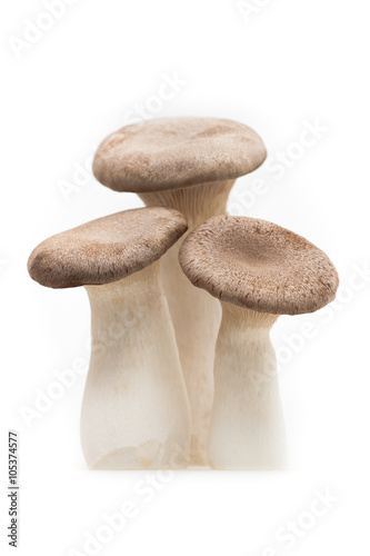 King Trumpet (Oyster) Mushroom isolated on White 