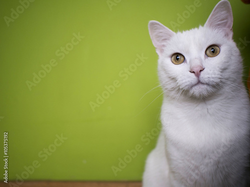 White cat backgrounds photo