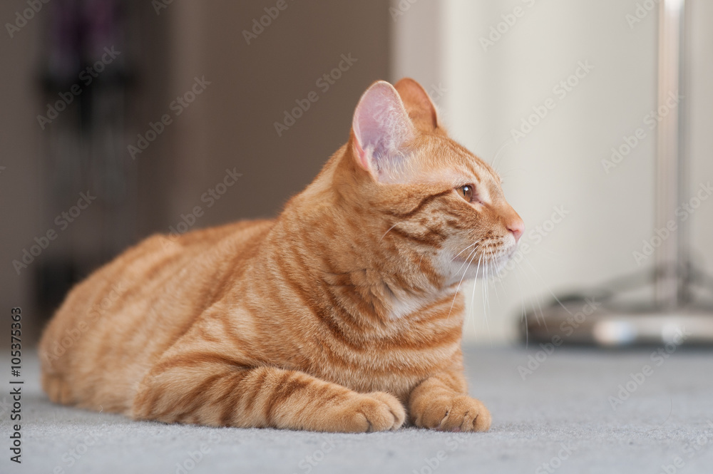 Striped cat reclined and looking to right. Striped cat reclined and looking to right.