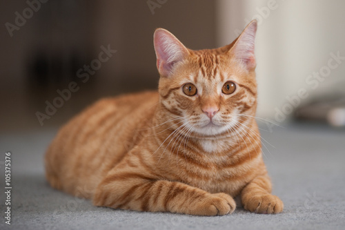 Striped cat reclined with legs tucked while looking forward.