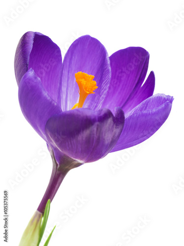 Fototapeta Naklejka Na Ścianę i Meble -  Crocus flower in the spring isolated on white