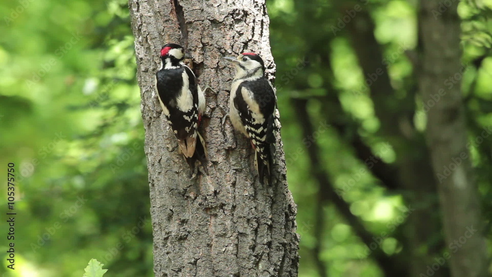 Great spotted woodpecker feed the chicks with insects and nuts landed on a old tree in the oak forest Great spotted woodpecker feed the chicks with insects and nuts landed on a old tree in the oak forest