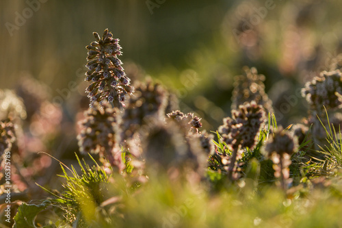 Blommande pestskråp, Petasites hybridus