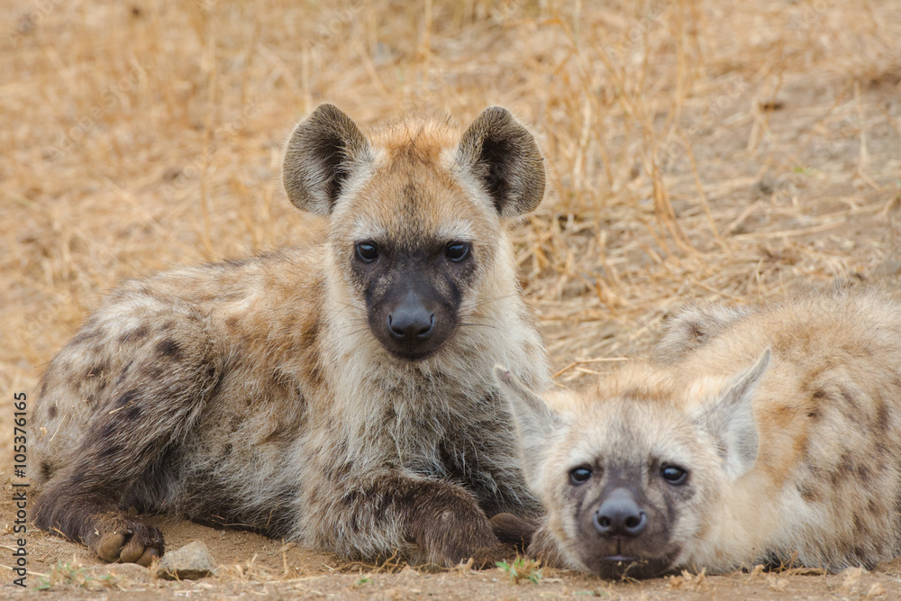 Two Young Spotted Hyena lying down pose, Kruger National Park, South Africa 