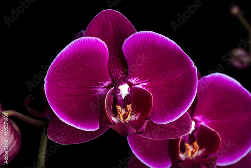 Fototapeta Naklejka Na Ścianę i Meble -  dunkle lila Phalaenopsis Orchidee